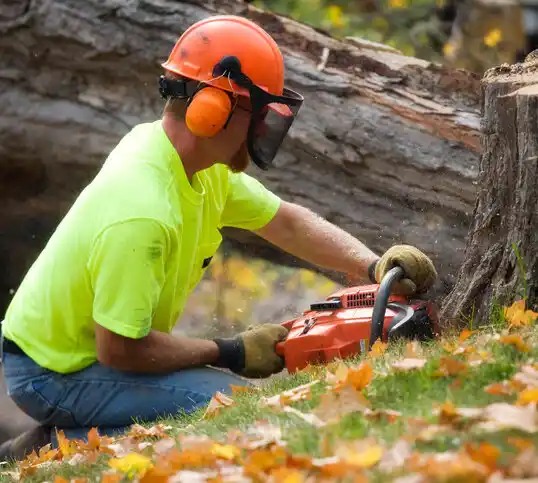 tree services West Belmar